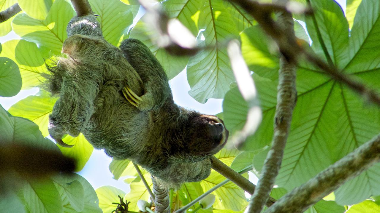 Tiki Villas Rainforest Lodge - Adults Only Увита Экстерьер фото